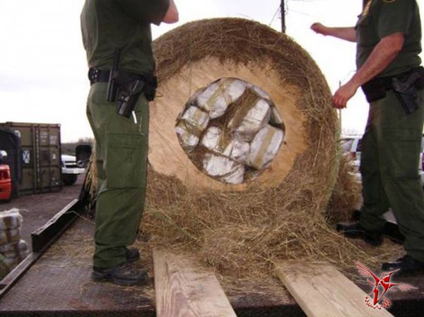 Что мы знаем о деревьях? Вот какие тайны хранит древесина