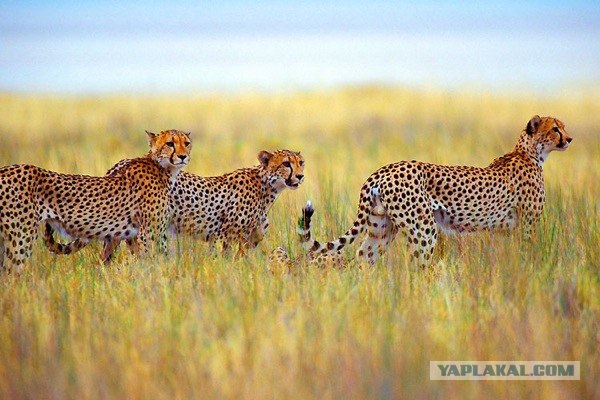 Национальный парк Этоша в Намибии (13 фото)