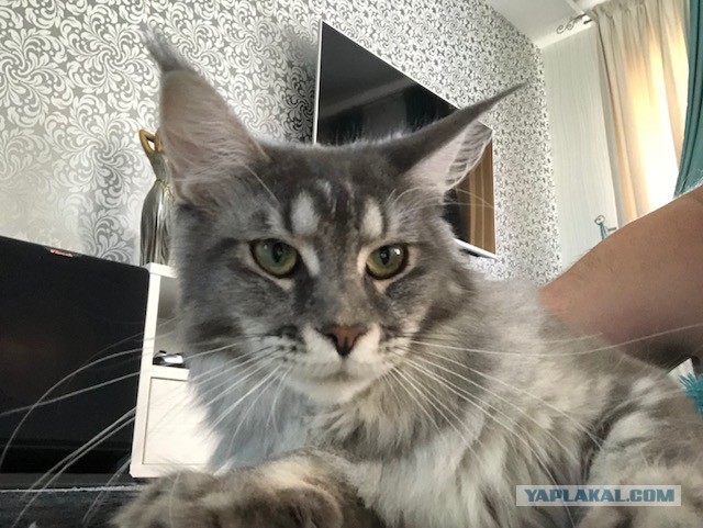 Котовторник  31.07.2018