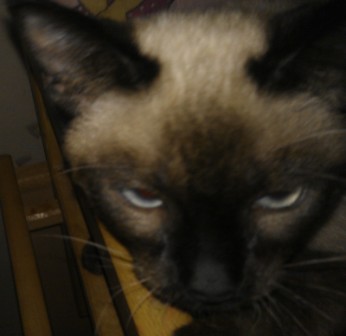 Котовторник  21.08.12