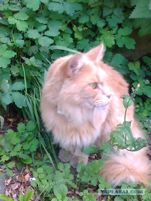 Котовторник  16.10.12
