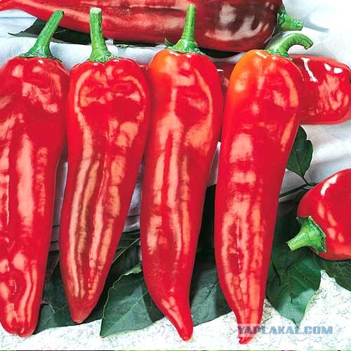 #ДРЯПнем! Или Кулинары поздравляют ЯП с ДР! Солянка из морской капусты с кальмаром