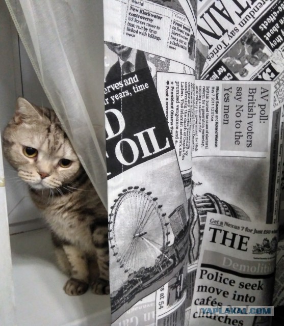 Котовторник. Поговорим о кличках, друзья