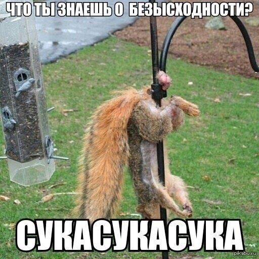 Казусная ситуация у каких-то козлов