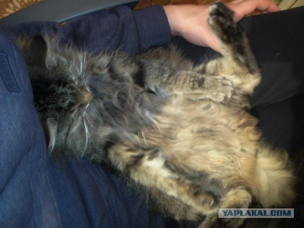 Котовторник 26.03.2013