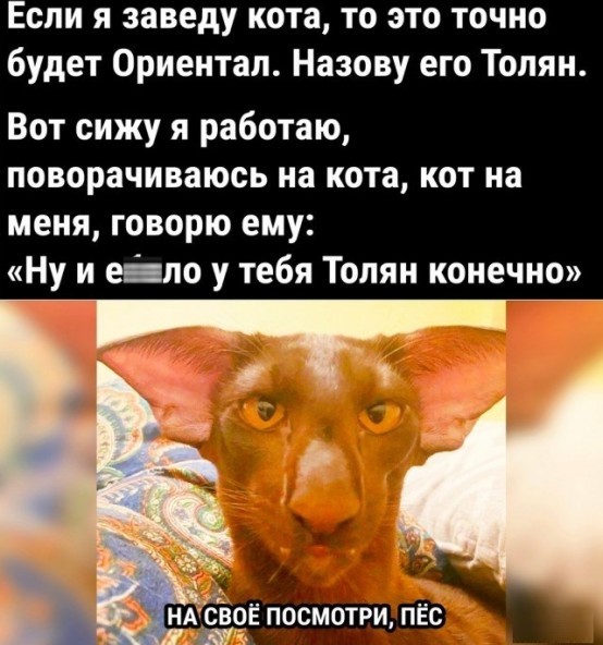 Кошка Фрося, продолжение