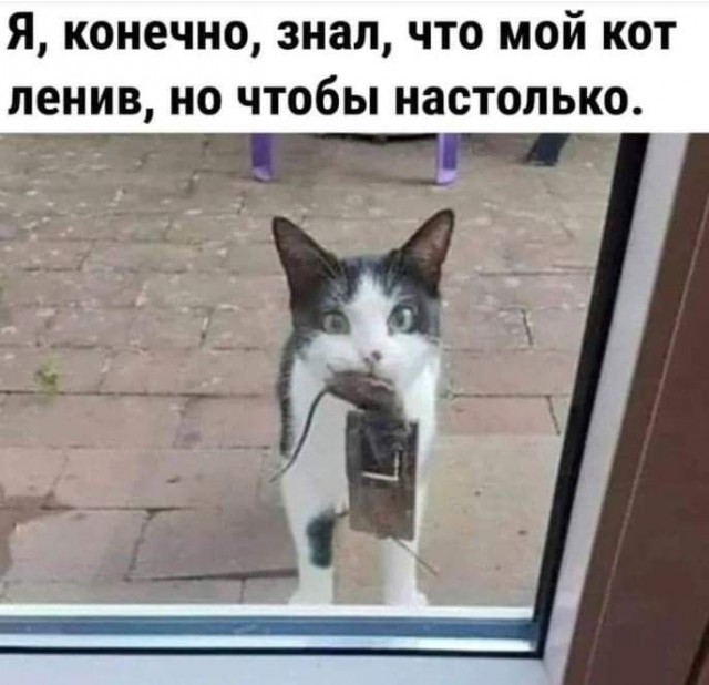 Так себе картинки 13.02.25