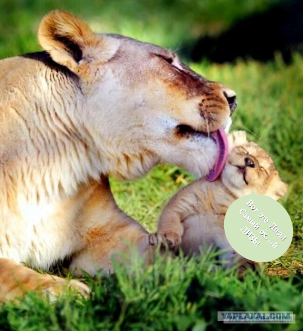 Самые смешные коты и кошки за всю историю комичного конкурса Comedy Wildlife Photography Awards