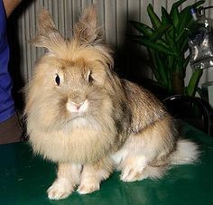 Раз в саванне как-то летом... Впрочем вот вам стих об этом.