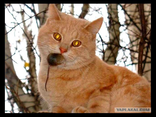 Белка и кот, старые друзья