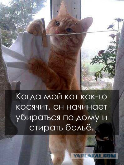 Смешные картинки