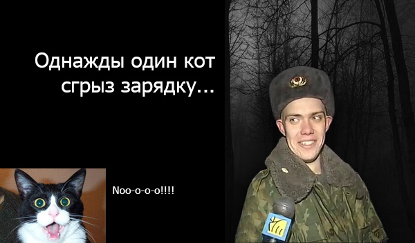 Что делать, если кот сгрыз зарядку