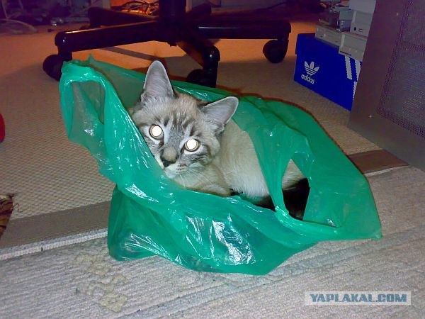 Ловушка для кошек