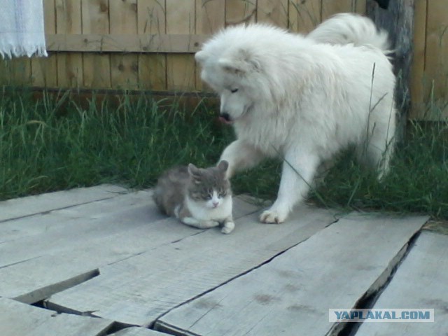 Самоедская лайка