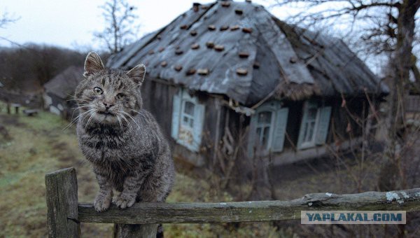 Норвежский лесной