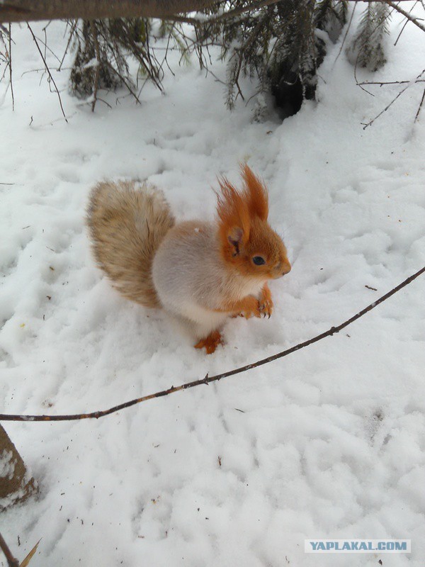 Воскресная подборка картинок