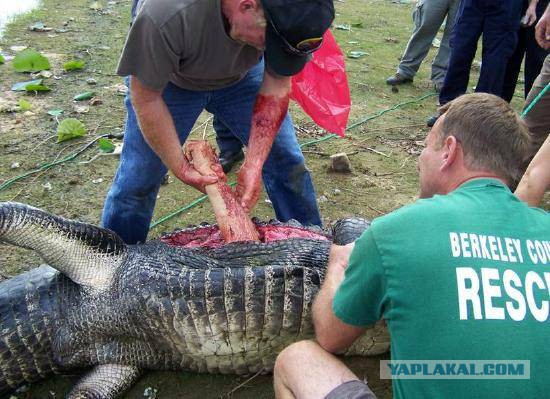 Работник зоопарка был съеден во время занятия сексом с аллигатором