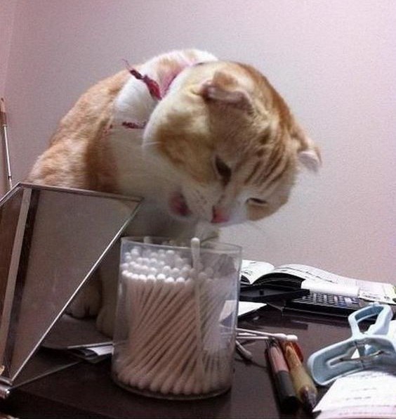 Коты из сети