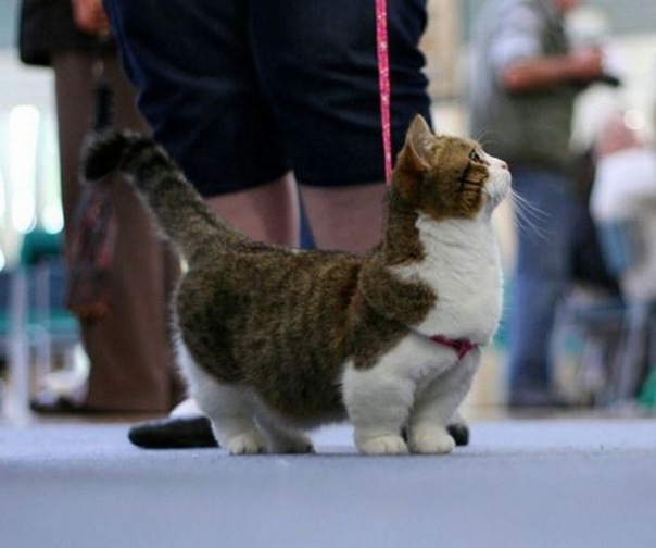 Коты и Кошки