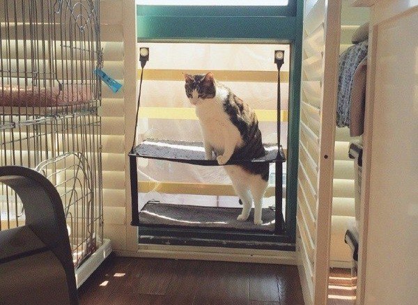 Коты и Кошки