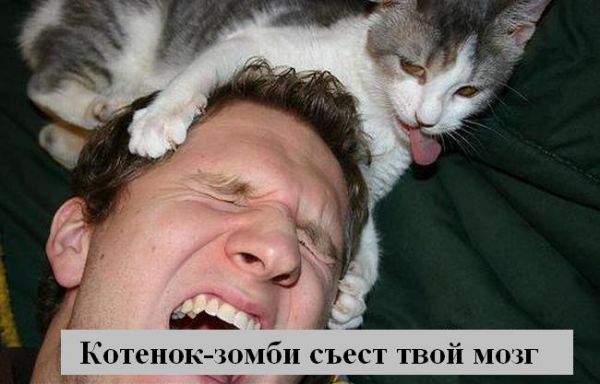 13 ошибок, которые совершают все владельцы домашних животных