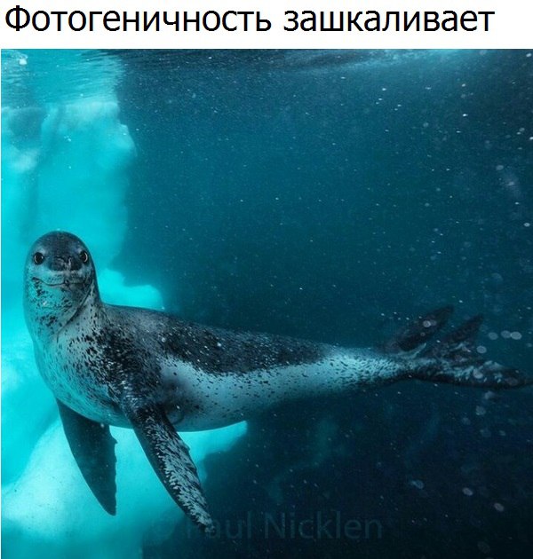 Живность из сети