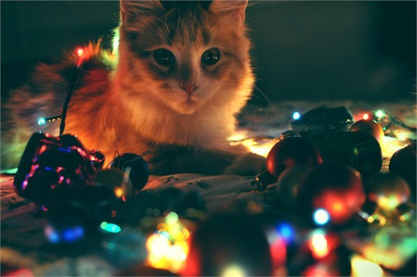 Прикольных котов пост