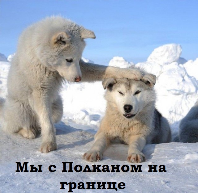 Живность из сети