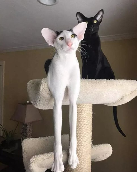 Фотобомбы котов