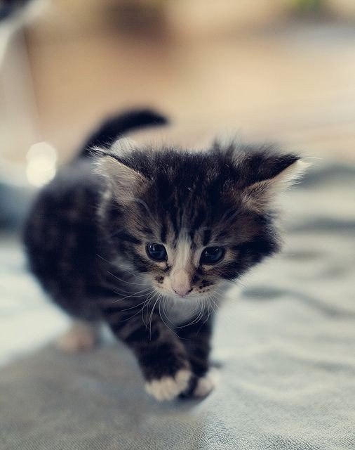 Неадекватные коты