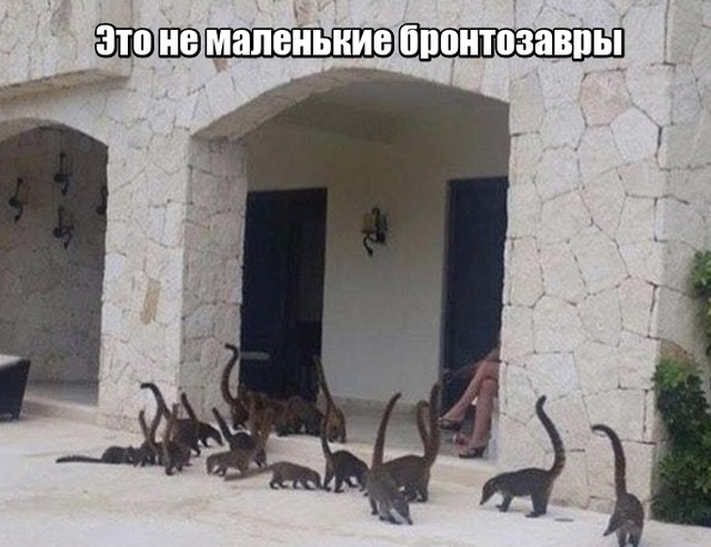 Прикольные картинки абавсём