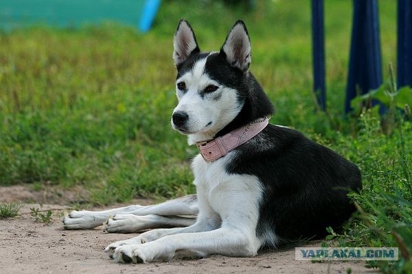 Собакосреда:) Съедим кошек:)