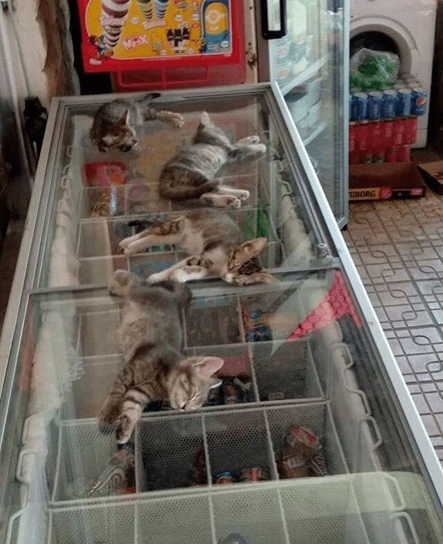 Прикольных котов пост