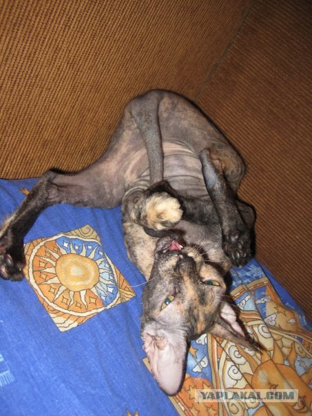 Котовторник?