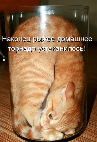 Котовторник 15.02.2011