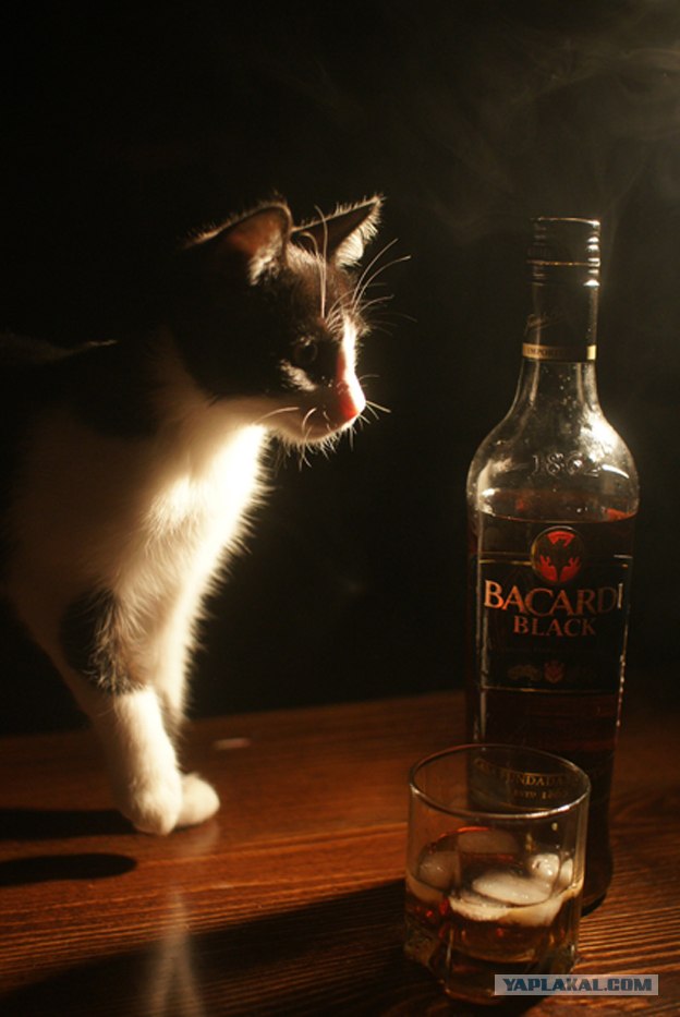 Кошачий март
