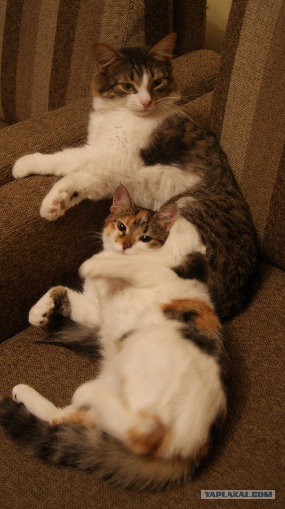 Котовторник (10.01.2012)