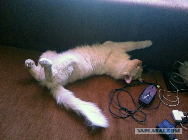 Котовторник! 13.03.2012