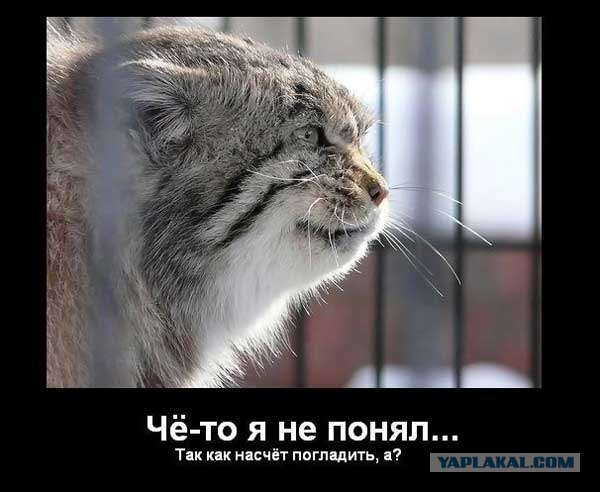 А про "погладь кота, сука!" уже все и забыли?!