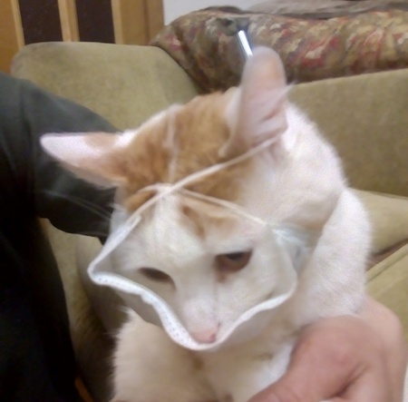 Коты, которые нас порадовали!