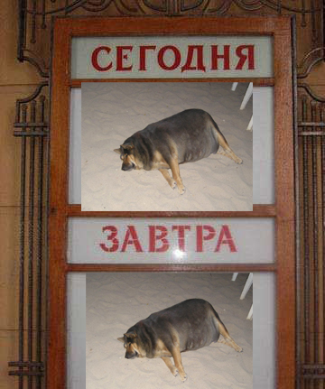 Фотожаба: О чем же думает собака?....