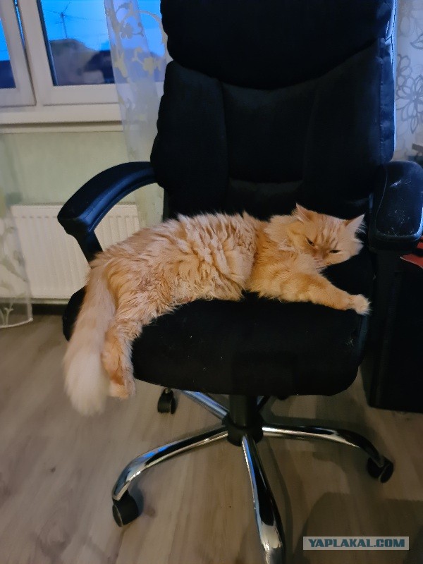 По просьбам в теме ниже. Реальный котовторник!