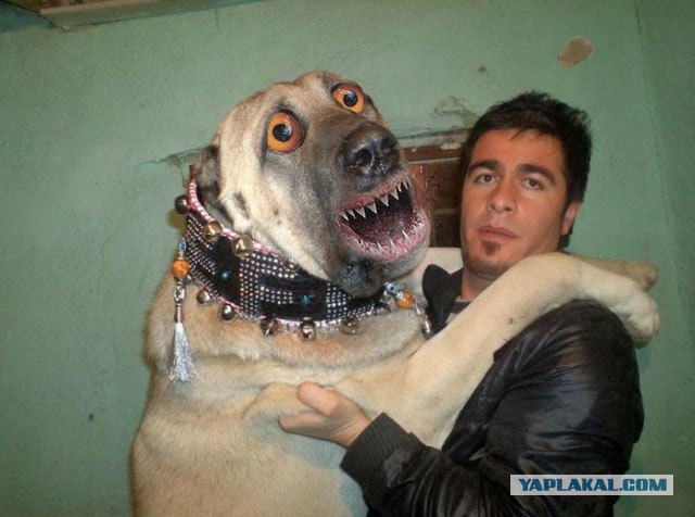 Фотожаба: Товарищи