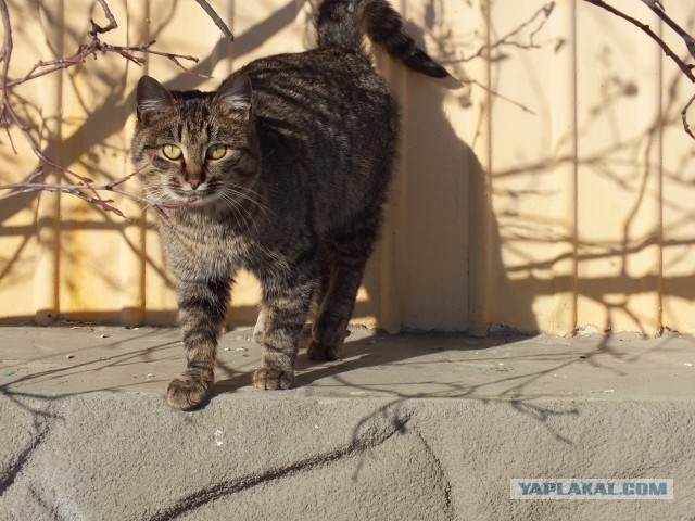 К котовторнику