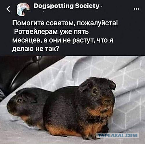 Доберман с авито