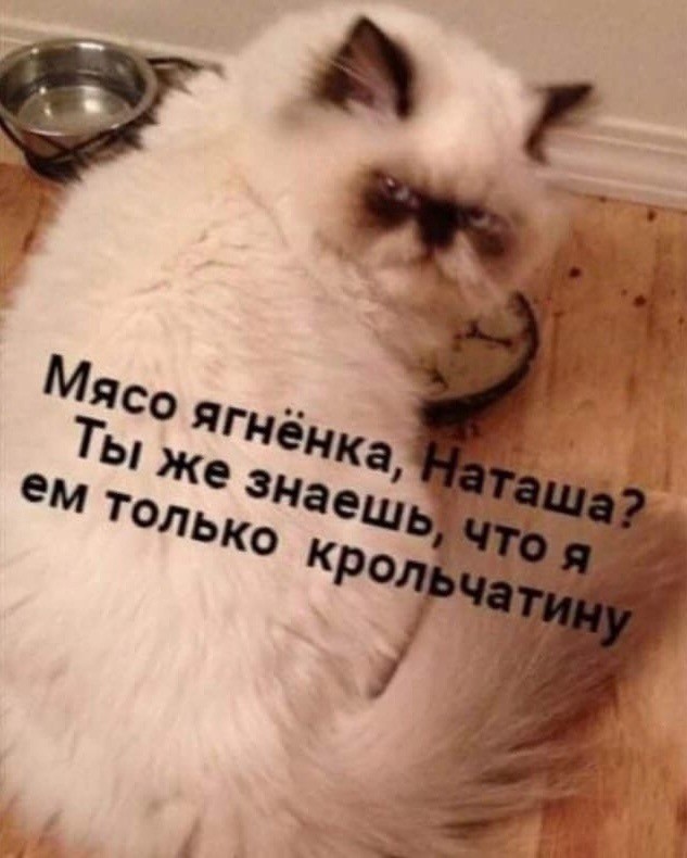 Весёлый полтишок 04.03.24