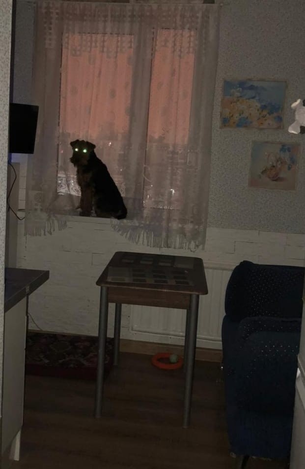 Ася (Собакочетверг же)