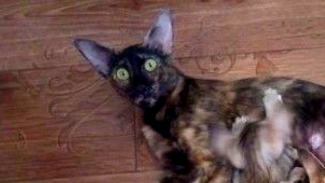 "Невыносимая радость материнства": мамы кошки, уставшие от котят