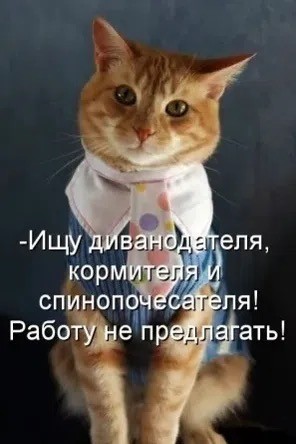 К котовторнику: подборка картинок-баянов с котиками и про котиков. Выпуск 39.