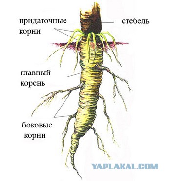 Визуализируем свои ники!